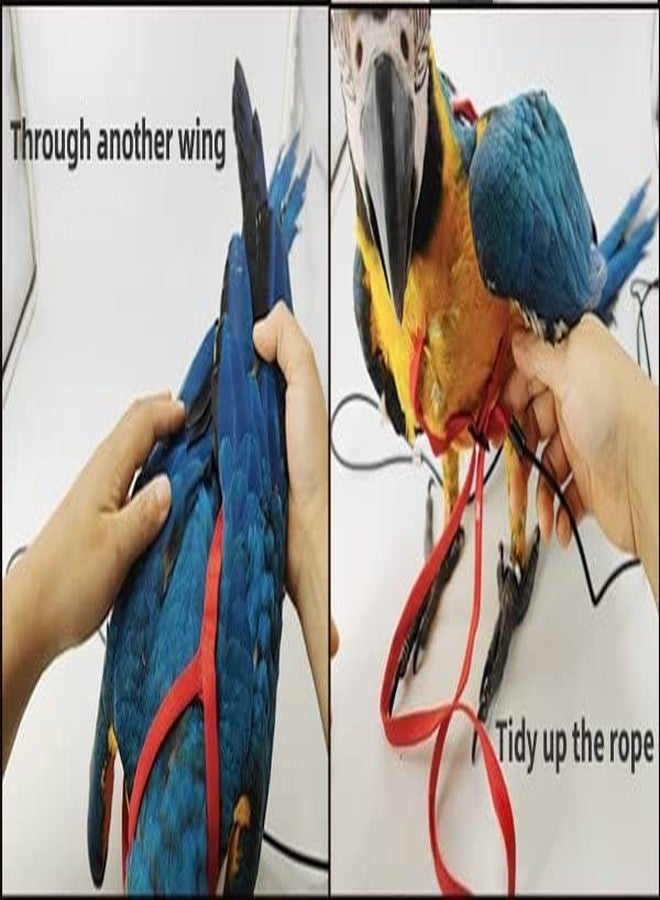 Barn Eleven Adjustable Bird Harness with 78.7 Inch Leash, Outdoor Flying Training Rope Kit for Bird Parrots, Parrot Flying Rope Straps Outdoor Training Traction Rope for Small Medium Large Size Birds (XL) - Image 3